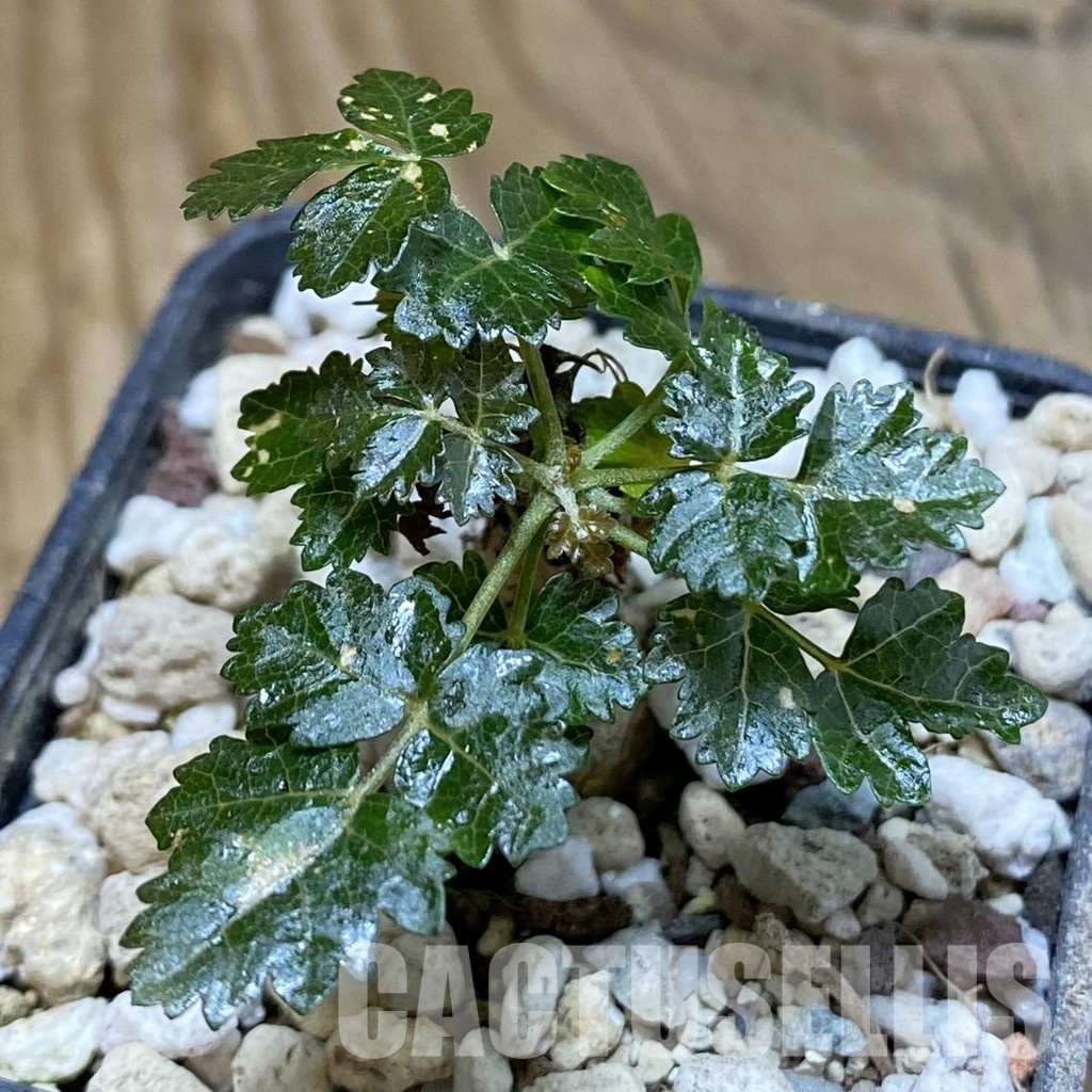 SH31598 Boswellia dioscoridis