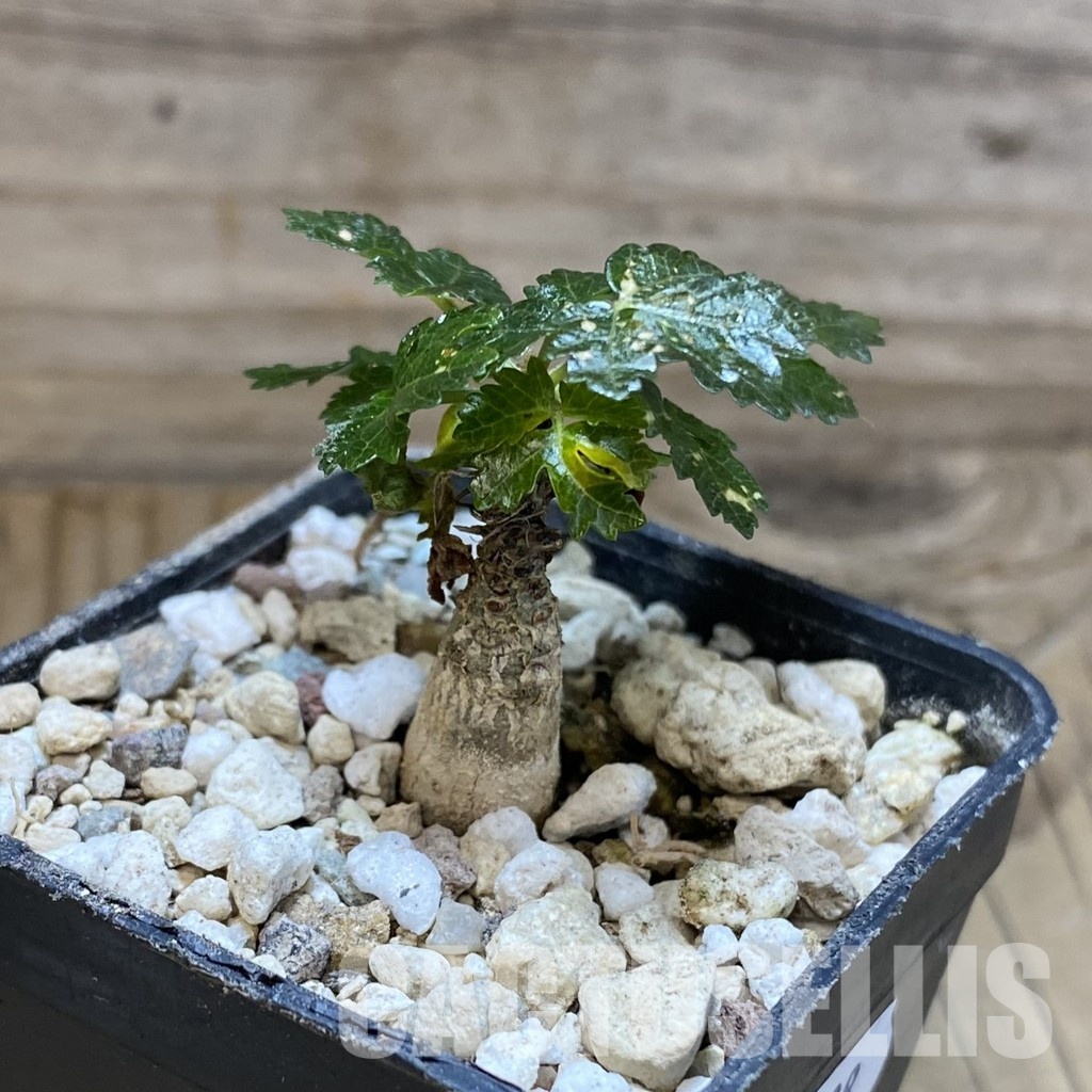 SH31598 Boswellia dioscoridis - Image 2