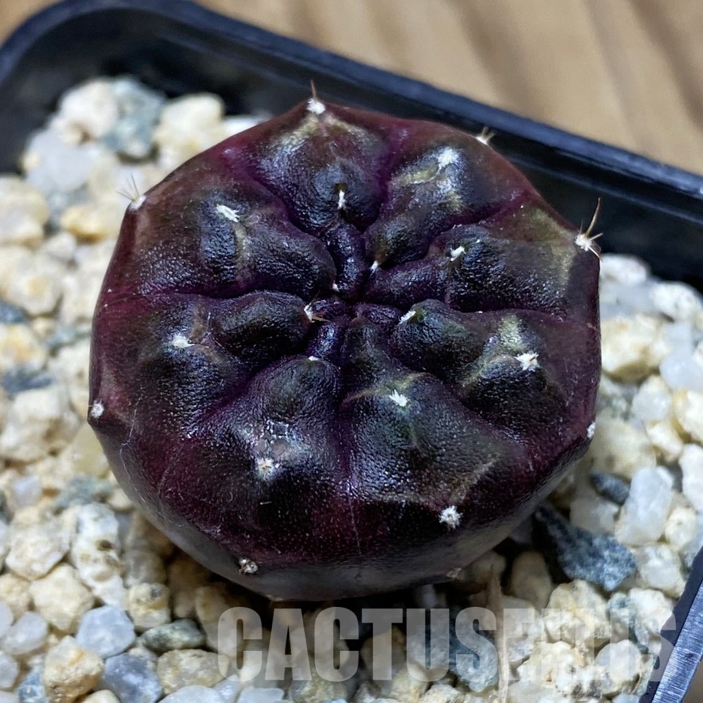 SH31543 Gymnocalycium mihanovichii ‘Day Dream’, seedling