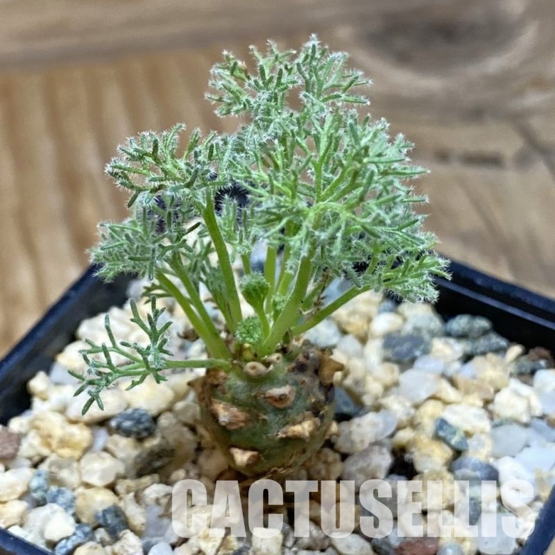 SH31600 Sarcocaulon peniculinum