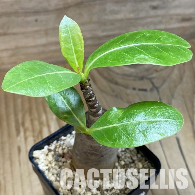 SH31601 Adenium arabicum ‘Black Body’