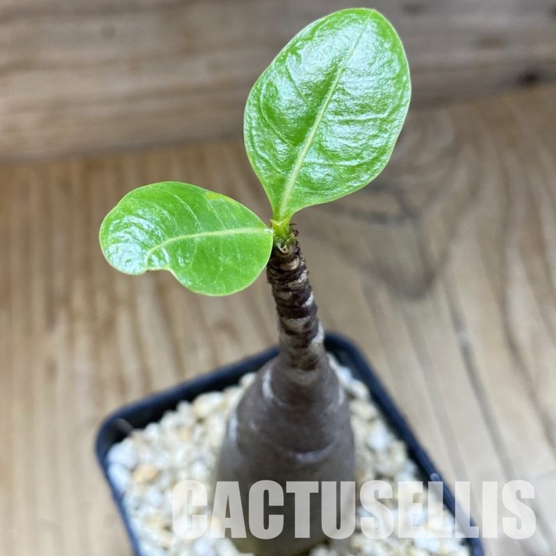 SH31602 Adenium arabicum ‘Black Body’