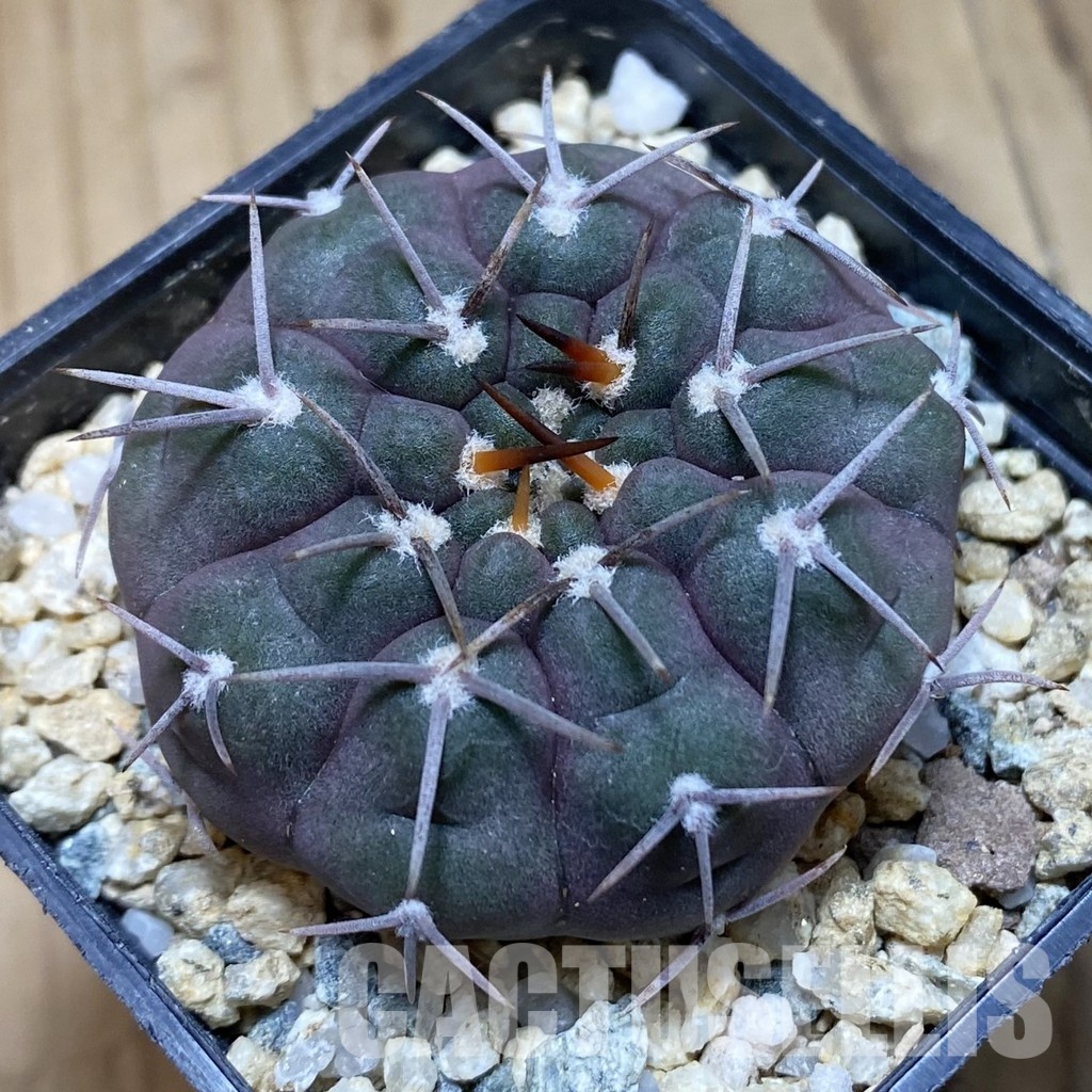 SH31537 Gymnocalycium ferrarii VG 194