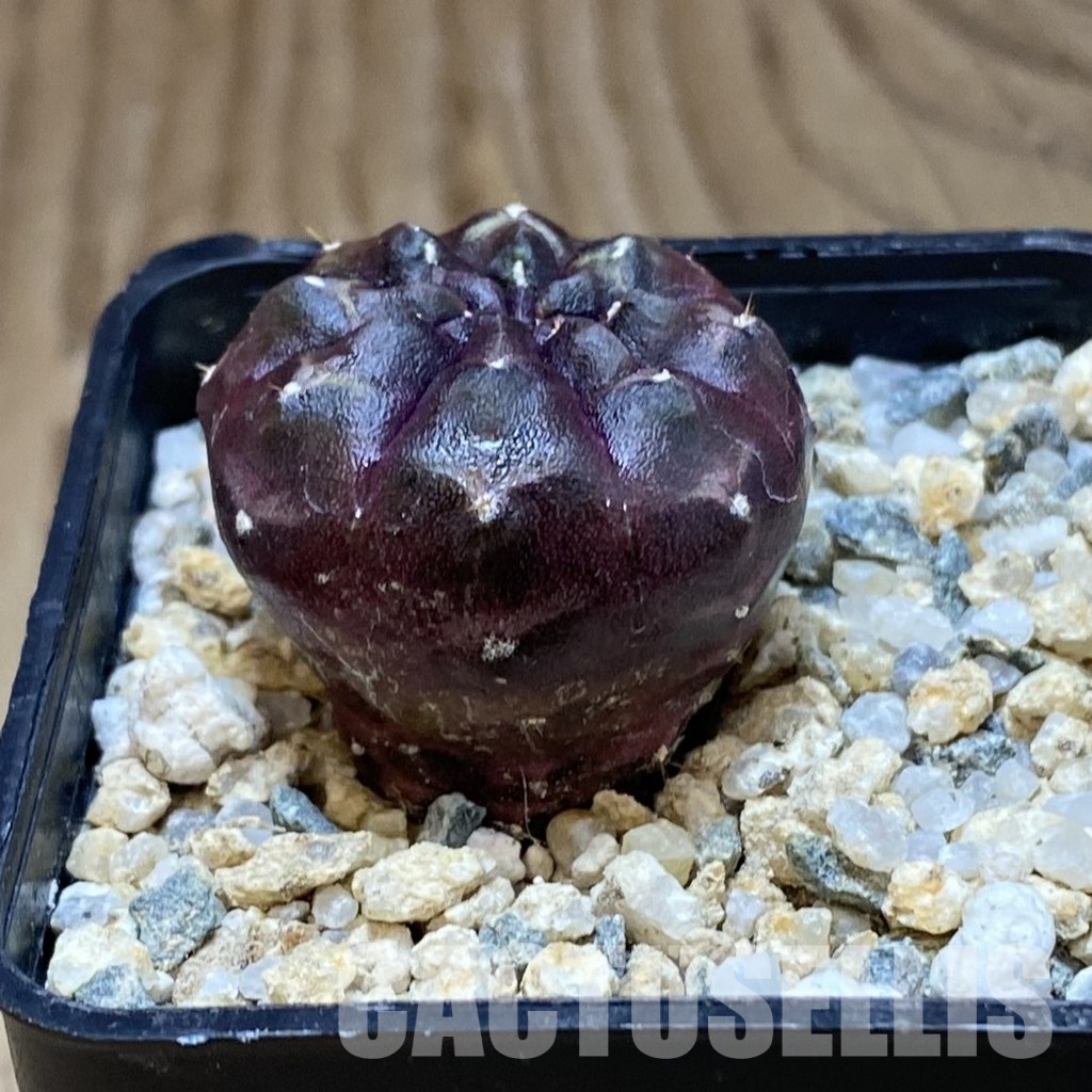 SH31543 Gymnocalycium mihanovichii ‘Day Dream’, seedling - 画像 (2)