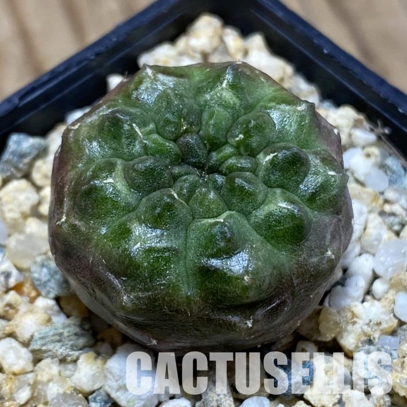 SH31544 Gymnocalycium mihanovichii ‘Day Dream’, seedling