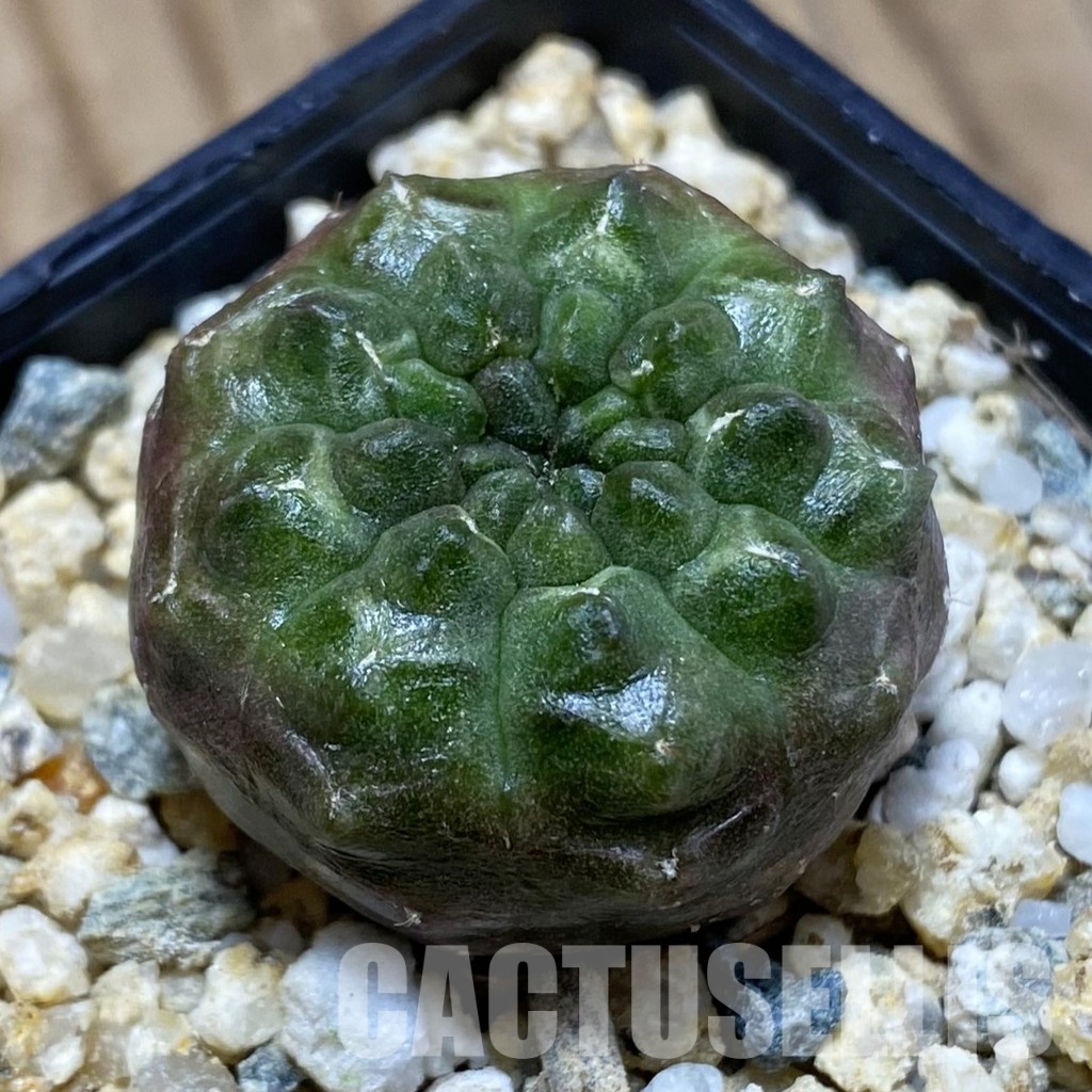 SH31544 Gymnocalycium mihanovichii ‘Day Dream’, seedling