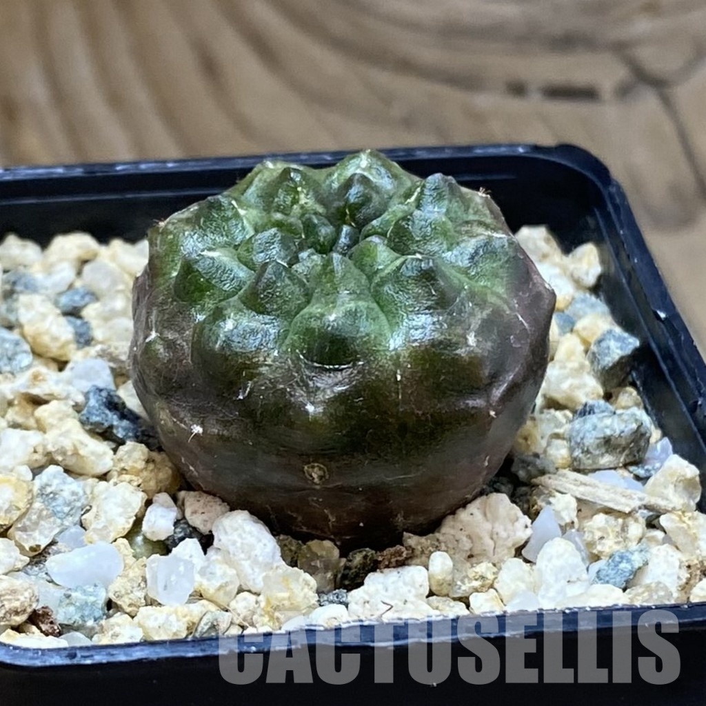SH31544 Gymnocalycium mihanovichii ‘Day Dream’, seedling - 画像 (2)
