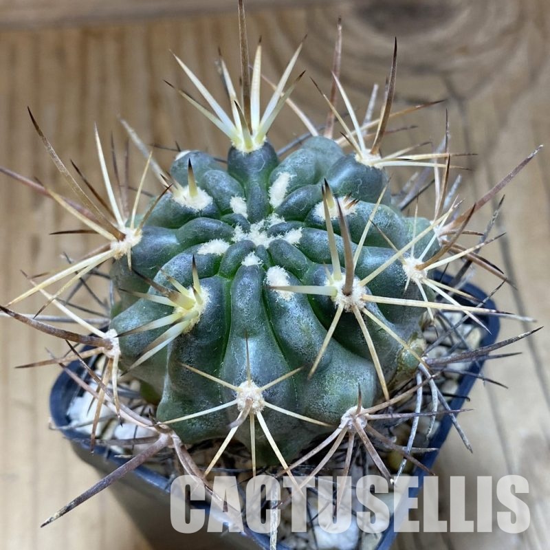 SH31546 Eriosyce curvispina