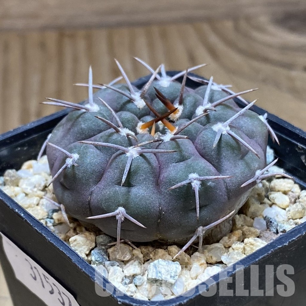 SH31537 Gymnocalycium ferrarii VG 194 - 画像 (2)