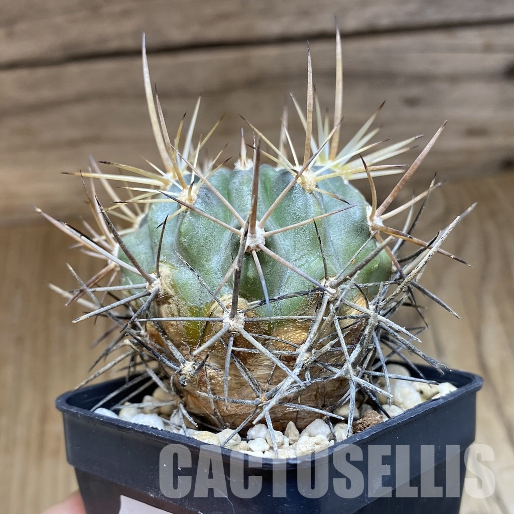 SH31546 Eriosyce curvispina - 画像 (2)