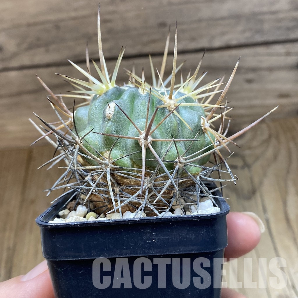 SH31546 Eriosyce curvispina - 画像 (3)