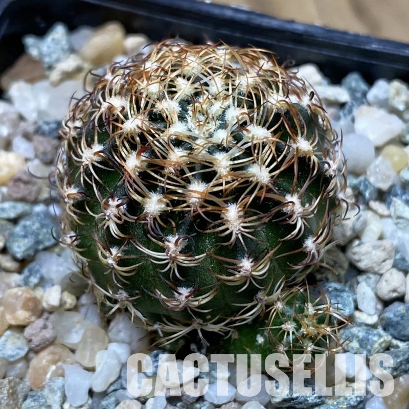 SH31547 Lobivia pusilla v. flaviflora