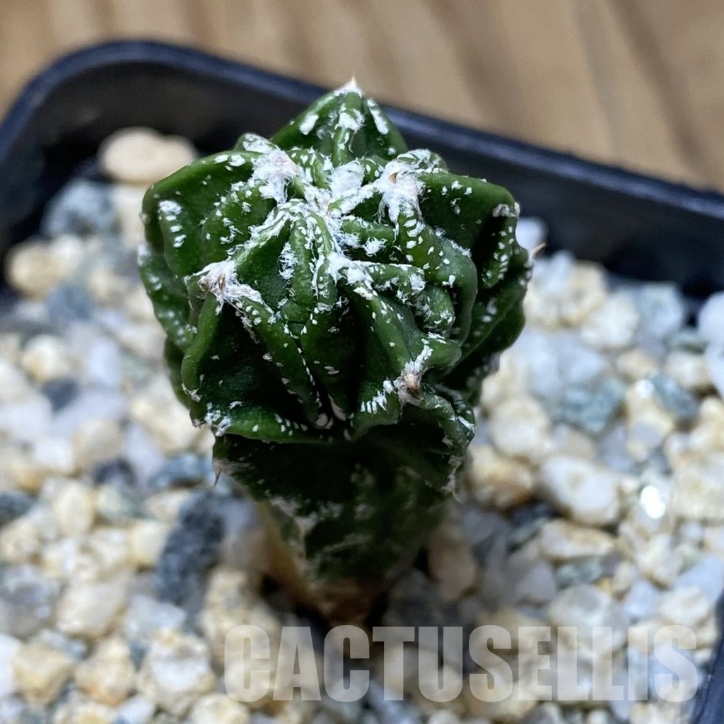SH31548 Astrophytum myriostigma ‘Fukuryu’