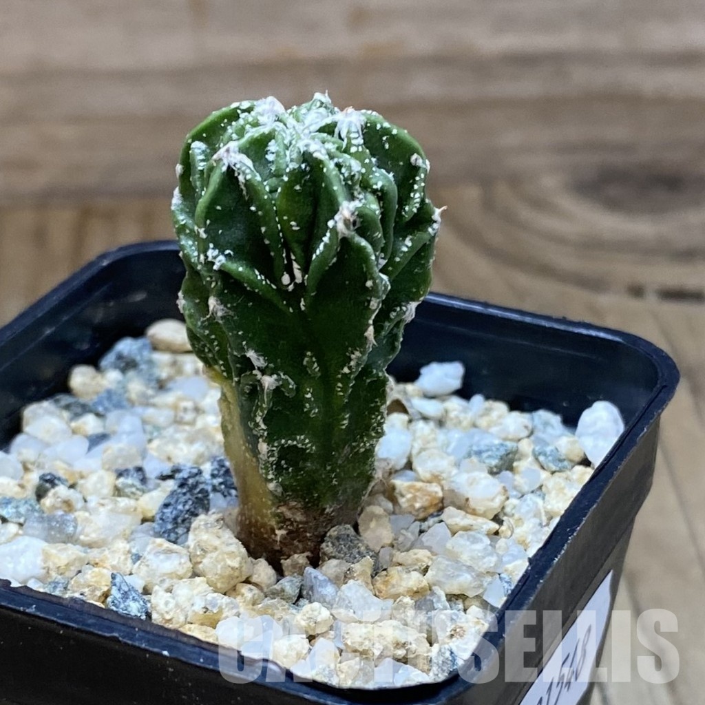 SH31548 Astrophytum myriostigma ‘Fukuryu’ - 画像 (2)