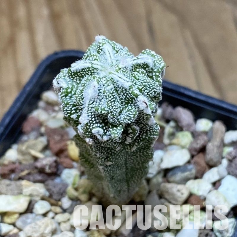 SH31549 Astrophytum myriostigma ‘Fukuryu’