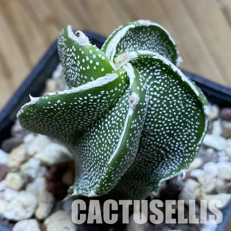 SH31550 Astrophytum ornatum hybrid