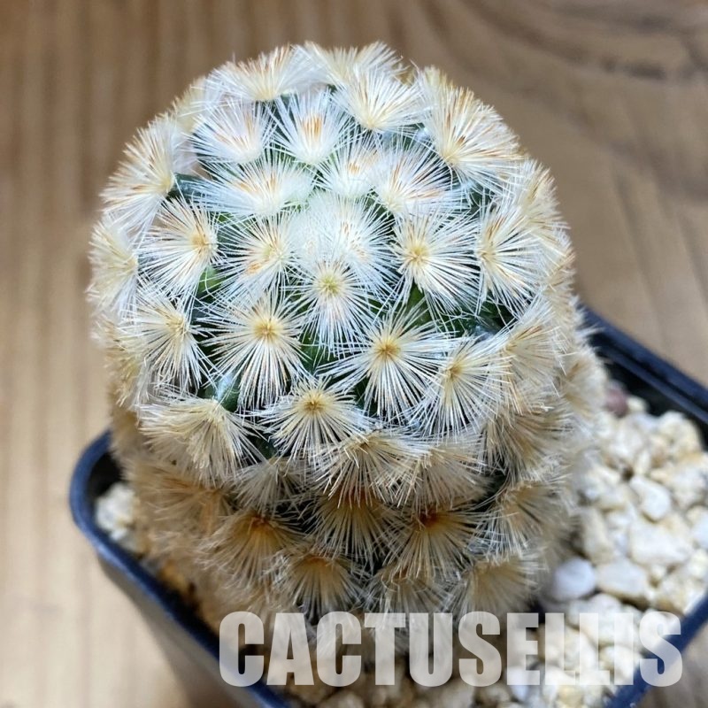 SH31551 Mammillaria carmenae hybrid