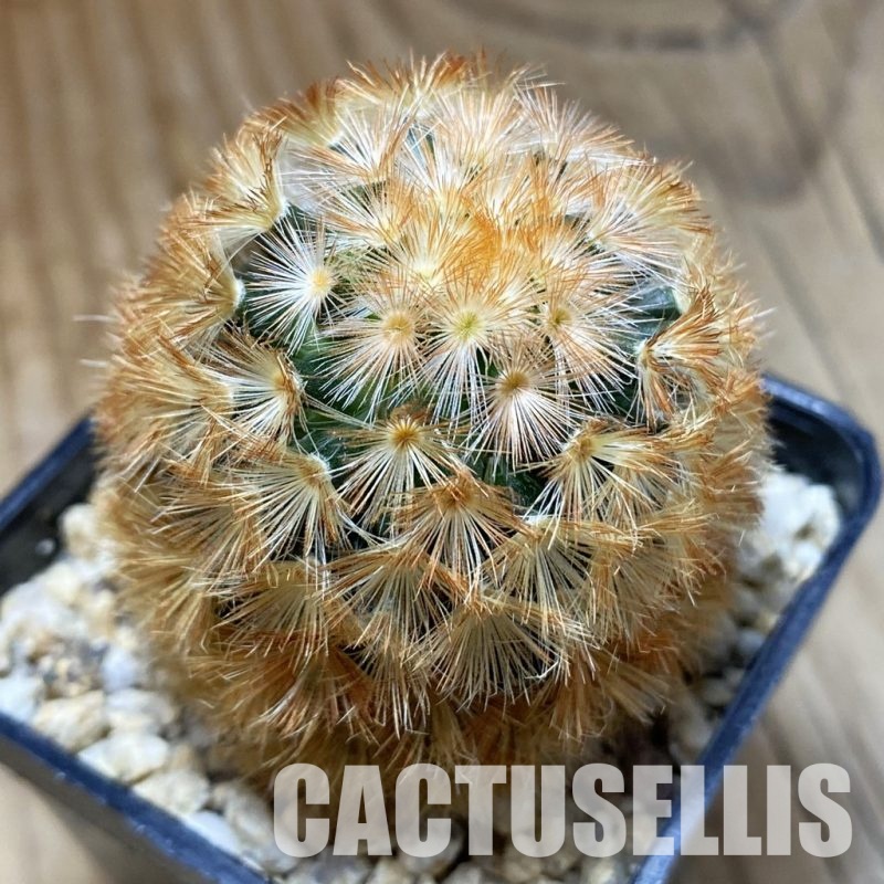 SH31552 Mammillaria carmenae hybrid