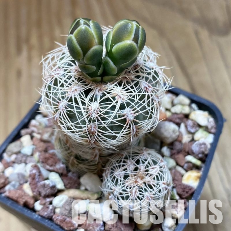 SH31538 Gymnocalycium bruchii v. longispinum