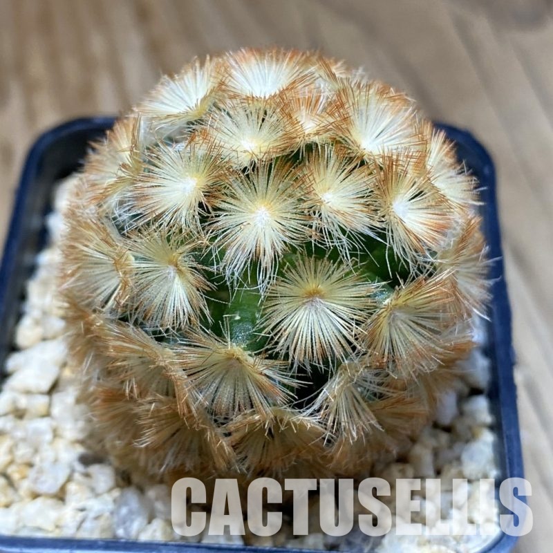 SH31553 Mammillaria carmenae hybrid