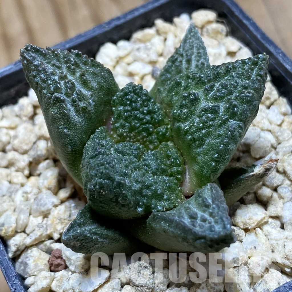 SH31555 Ariocarpus fissuratus ‘Godzilla’ hybrid , own roots seedling