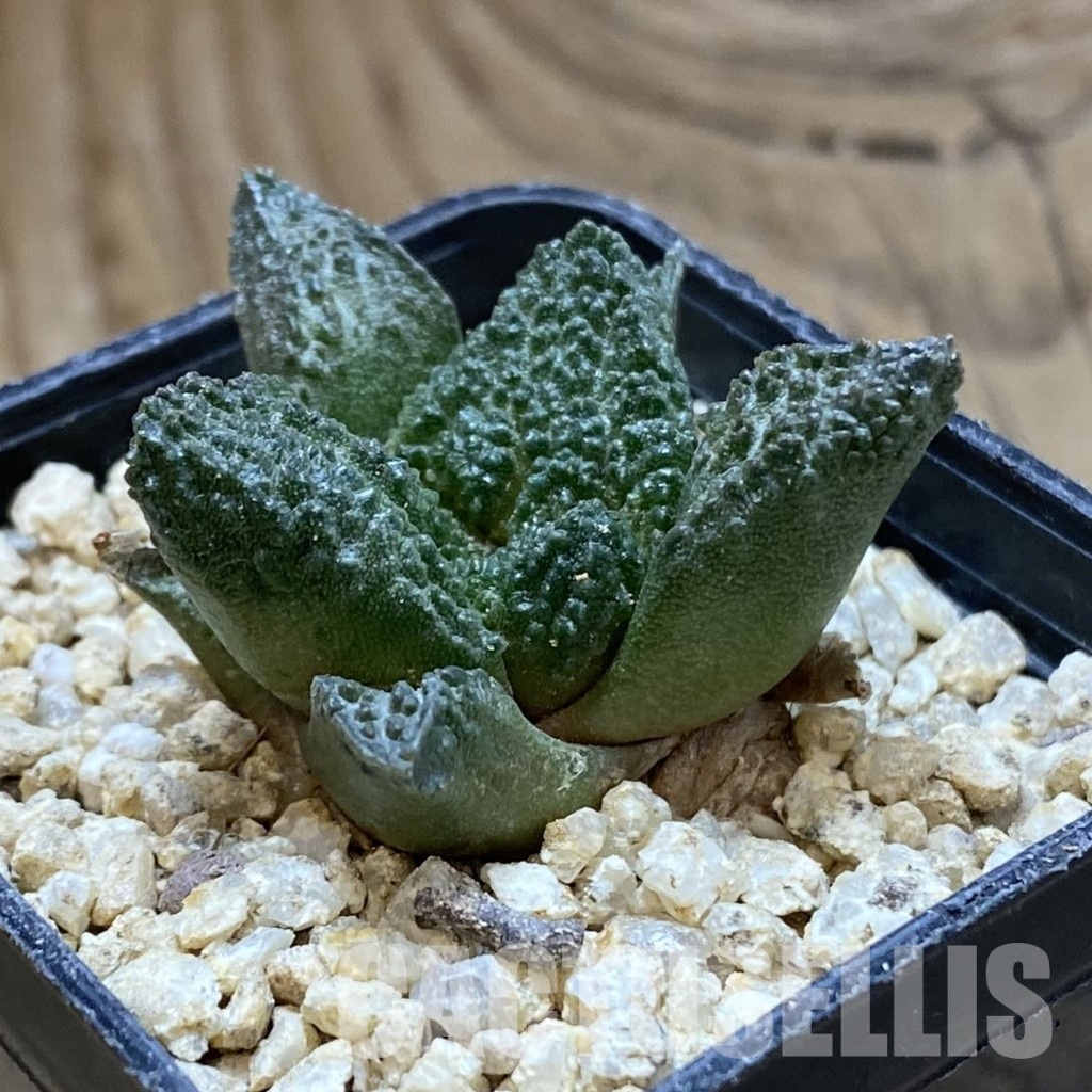SH31555 Ariocarpus fissuratus ‘Godzilla’ hybrid , own roots seedling - 画像 (2)