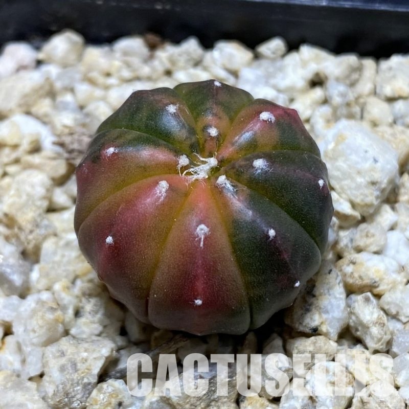 SH31556 Astrophytum asterias ‘Red Purple Skin’ f. variegata