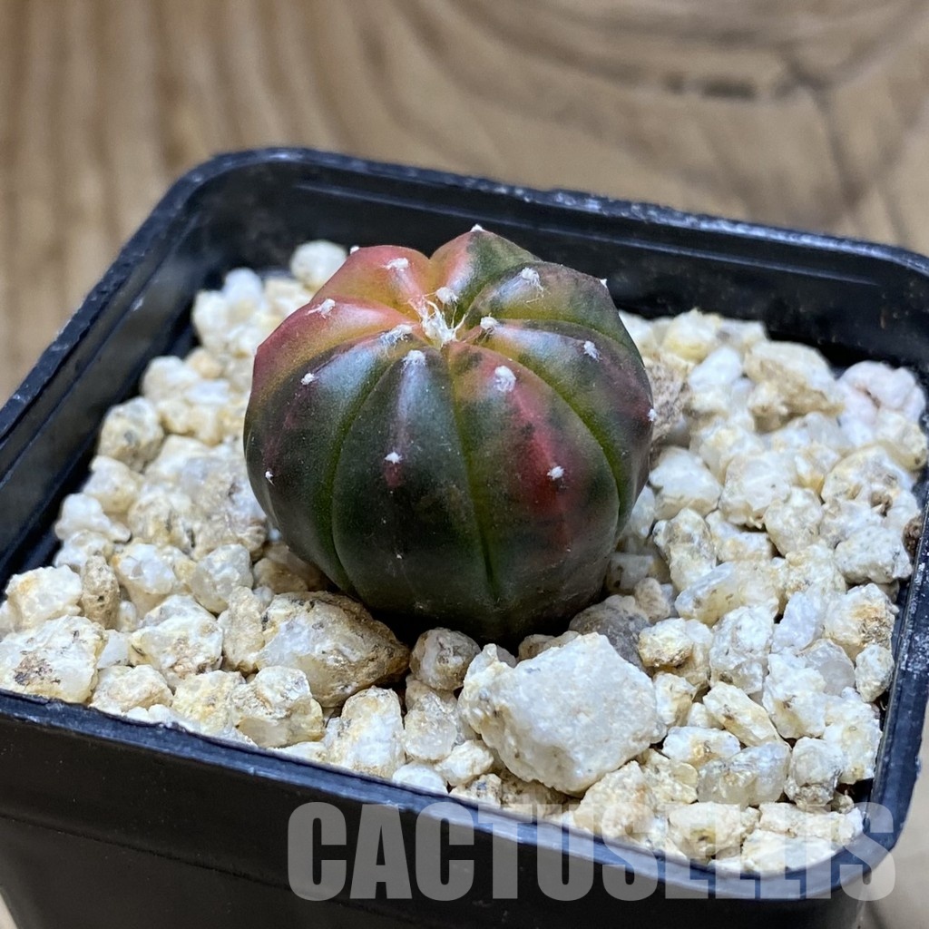 SH31556 Astrophytum asterias ‘Red Purple Skin’ f. variegata - 画像 (2)
