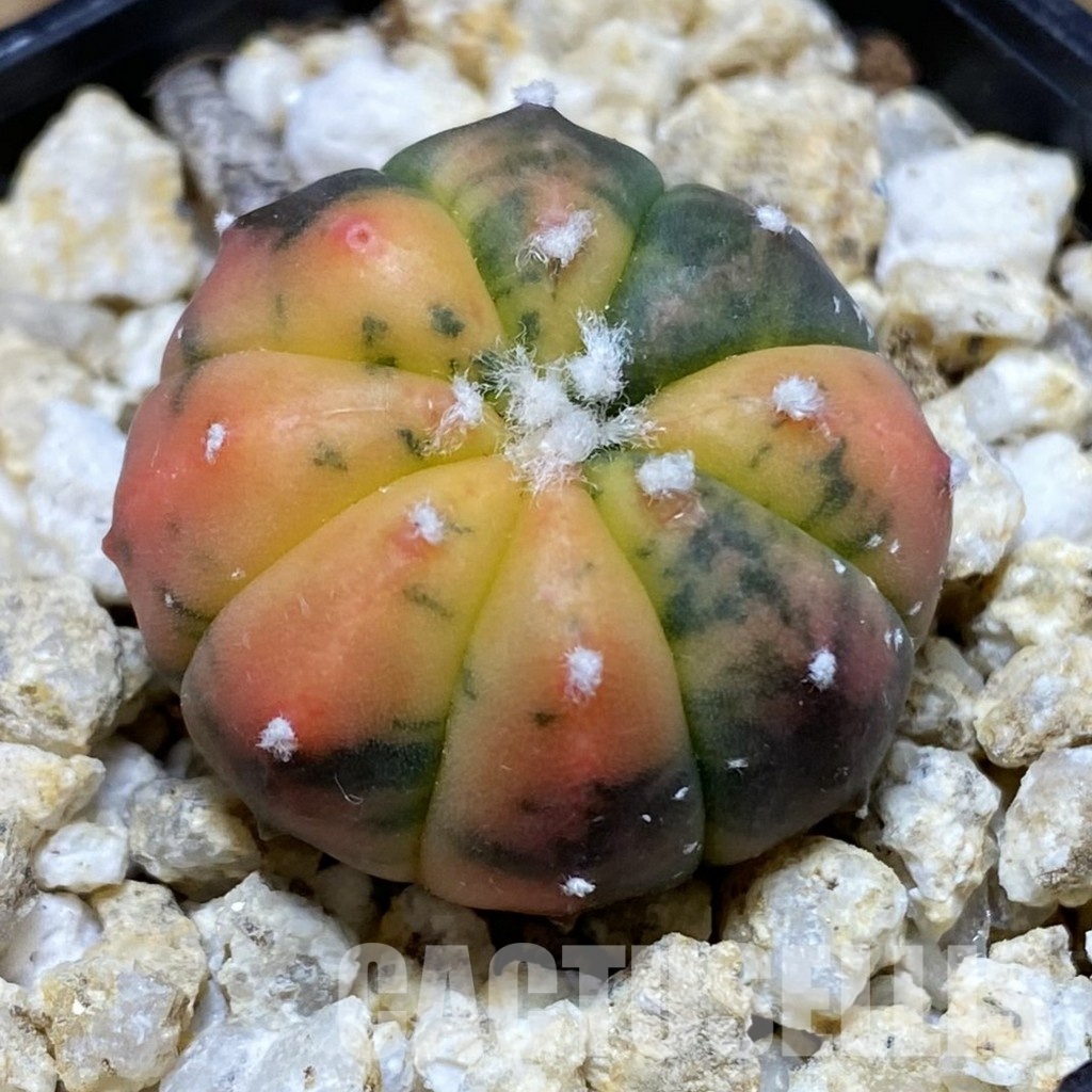 SH31557 Astrophytum asterias ‘Red Purple Skin’ f. variegata
