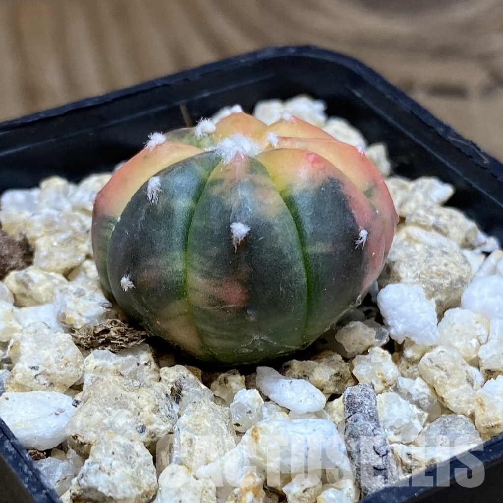 SH31557 Astrophytum asterias ‘Red Purple Skin’ f. variegata - 画像 (2)