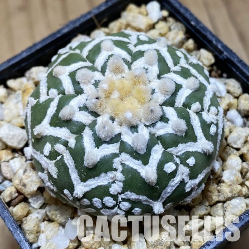 SH31558 Astrophytum asterias ‘Super Kabuto’ V-type f. nudum