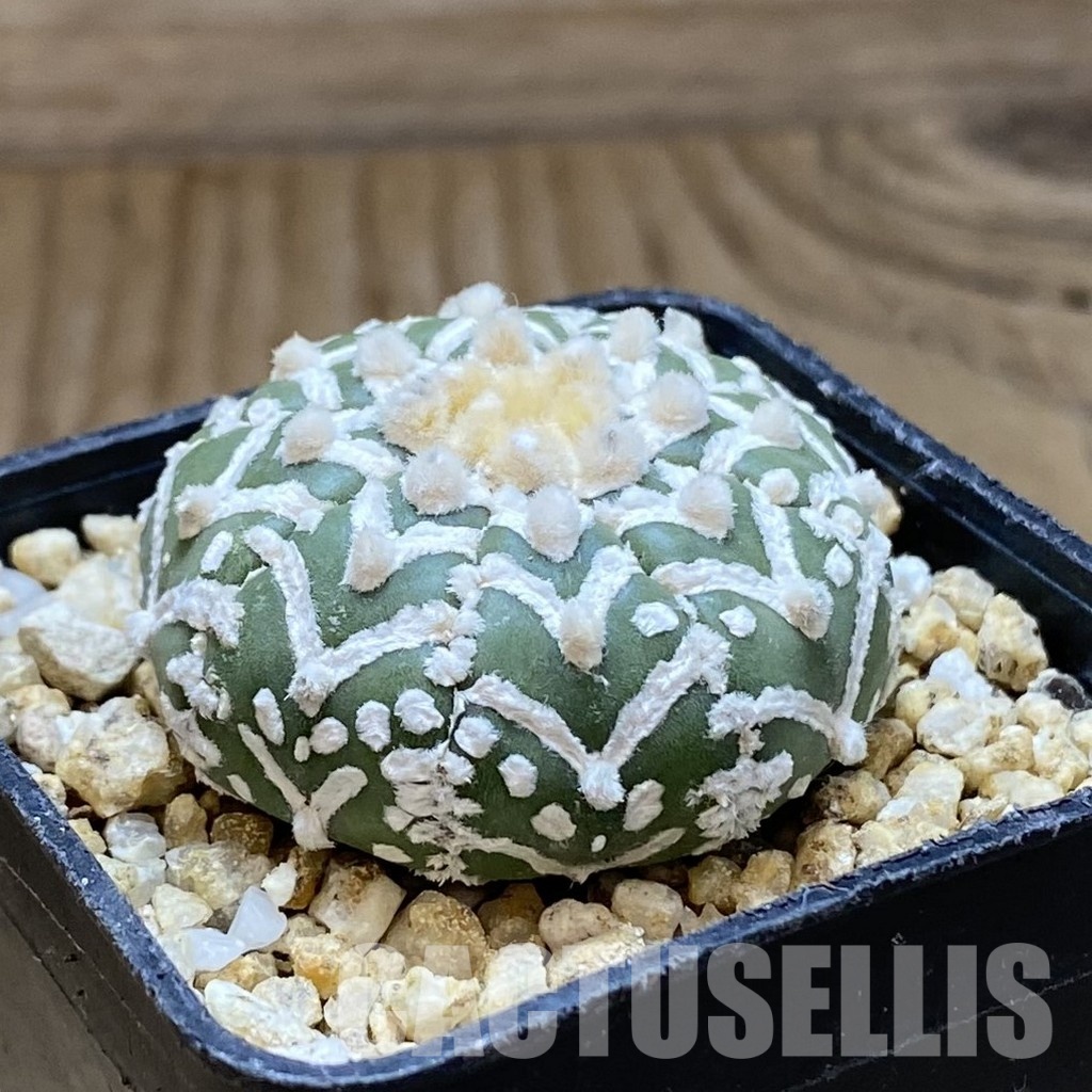 SH31558 Astrophytum asterias ‘Super Kabuto’ V-type f. nudum - 画像 (2)