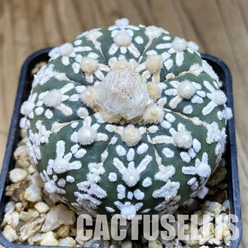 SH31559 Astrophytum asterias ‘Super Kabuto’ V-type f. nudum