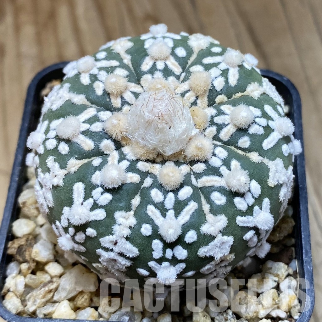 SH31559 Astrophytum asterias ‘Super Kabuto’ V-type f. nudum