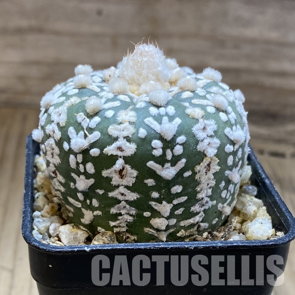 SH31559 Astrophytum asterias ‘Super Kabuto’ V-type f. nudum - 画像 (2)