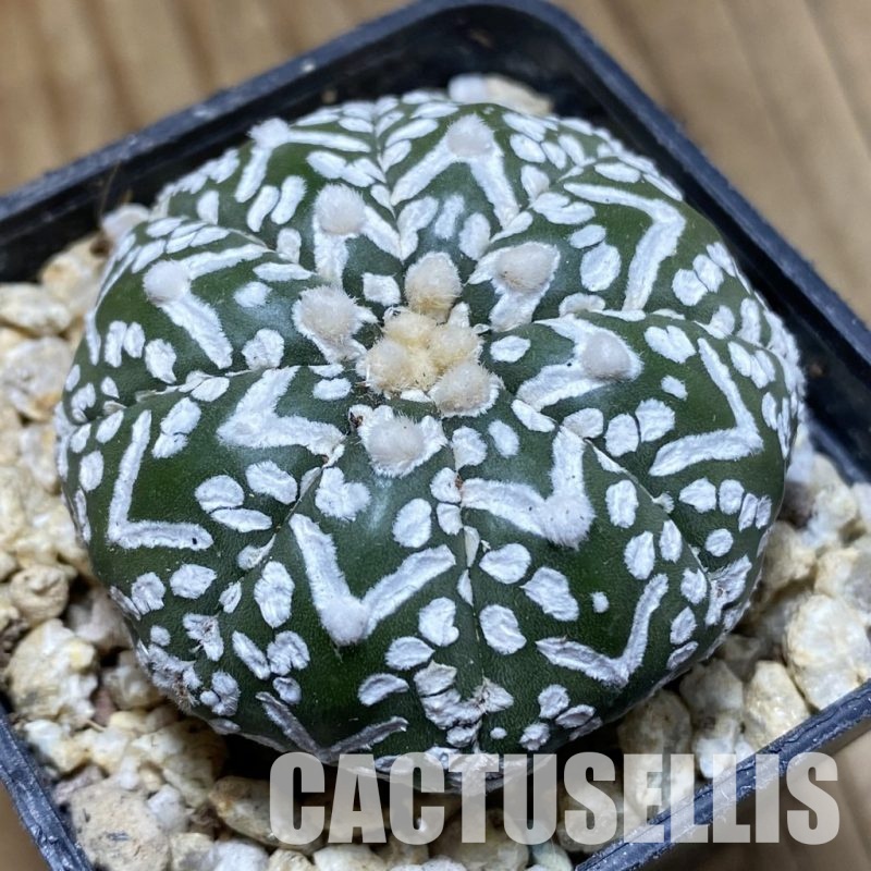 SH31560 Astrophytum asterias ‘Super Kabuto’ V-type f. nudum