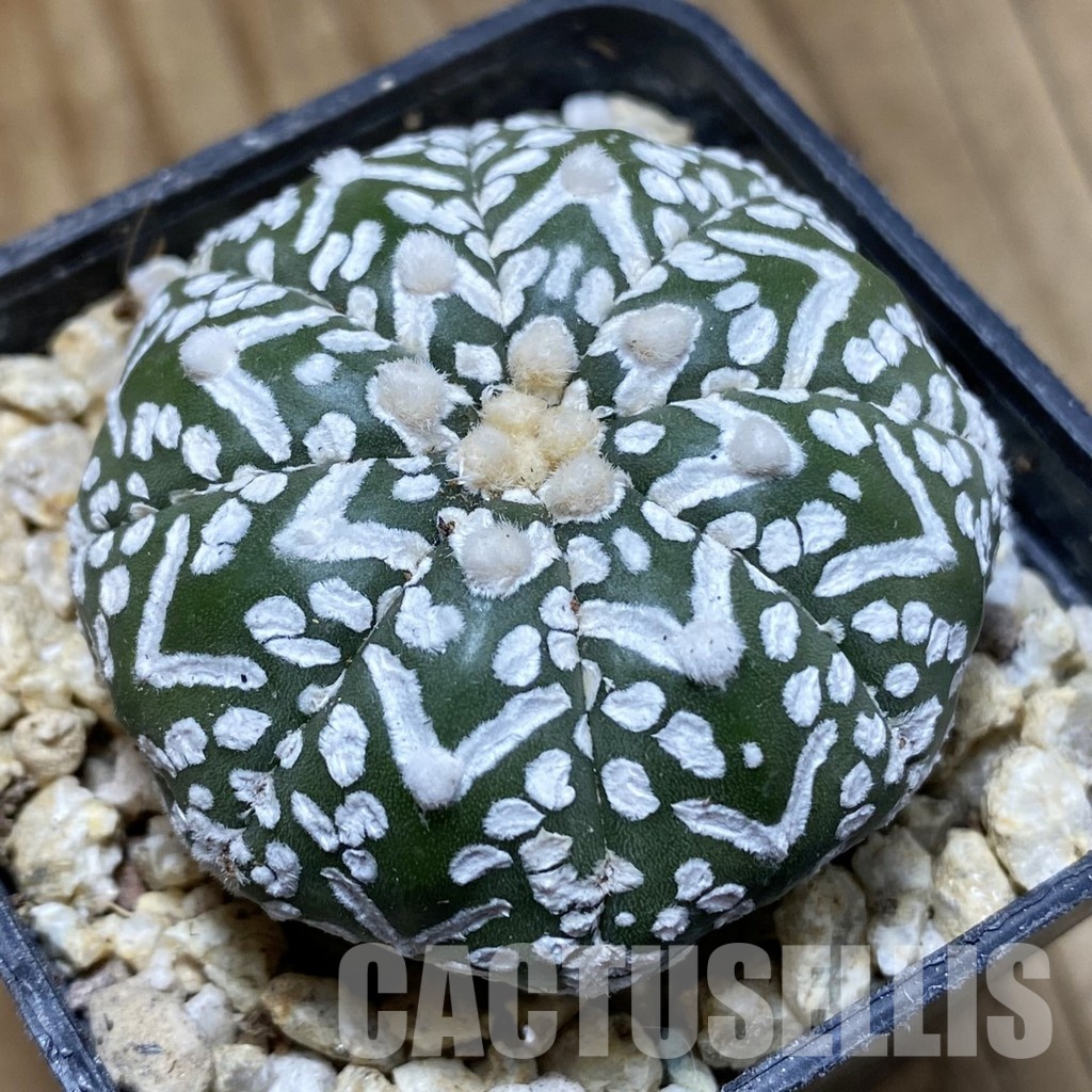 SH31560 Astrophytum asterias ‘Super Kabuto’ V-type f. nudum