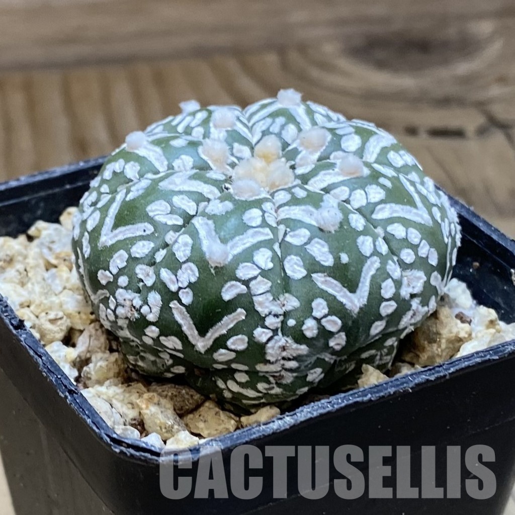 SH31560 Astrophytum asterias ‘Super Kabuto’ V-type f. nudum - 画像 (2)