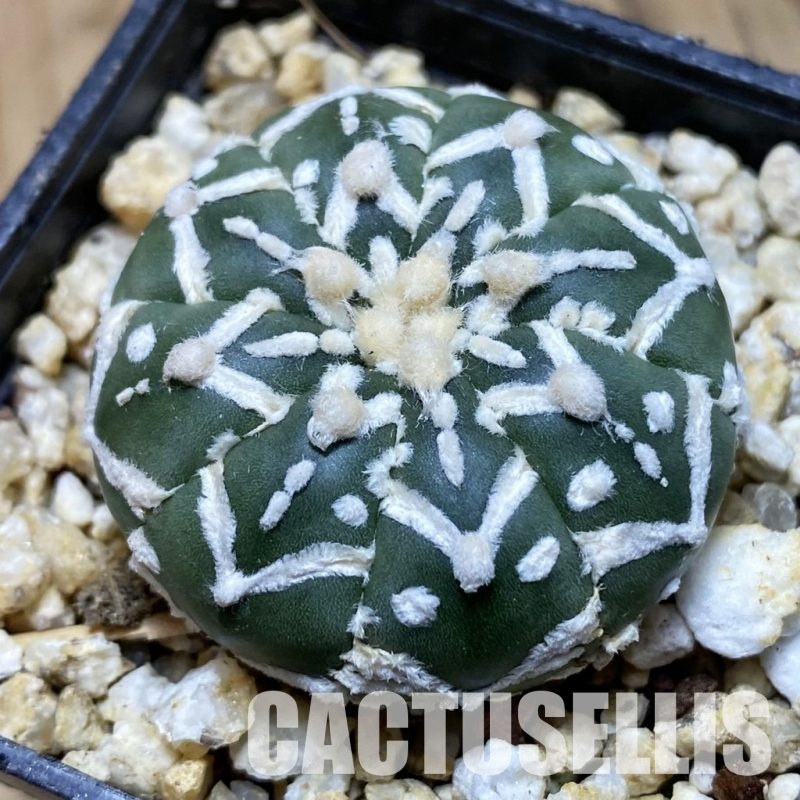 SH31561 Astrophytum asterias ‘Super Kabuto’ V-type f. nudum