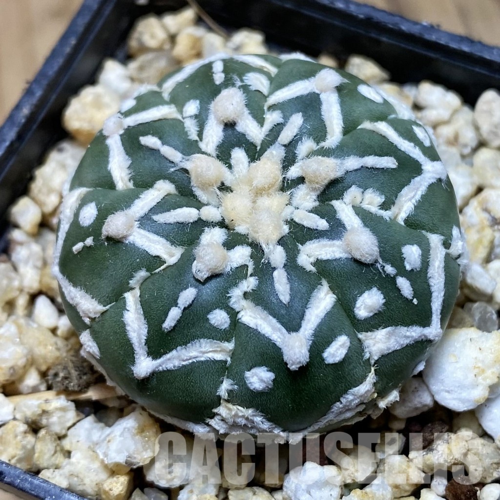 SH31561 Astrophytum asterias ‘Super Kabuto’ V-type f. nudum
