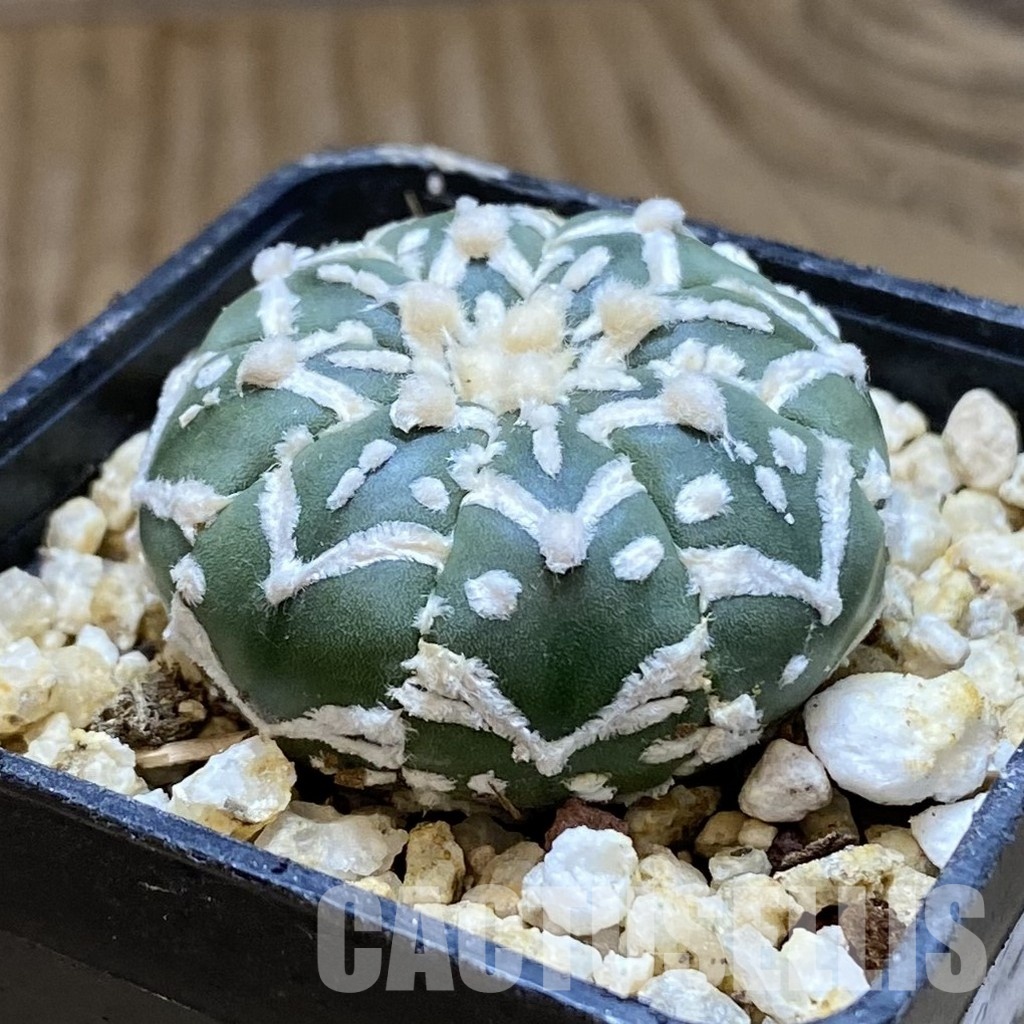 SH31561 Astrophytum asterias ‘Super Kabuto’ V-type f. nudum - 画像 (2)