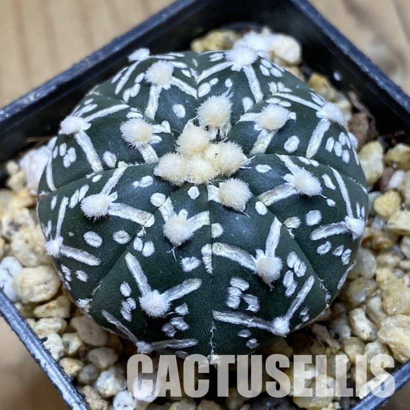 SH31562 Astrophytum asterias ‘Super Kabuto’ V-type f. nudum