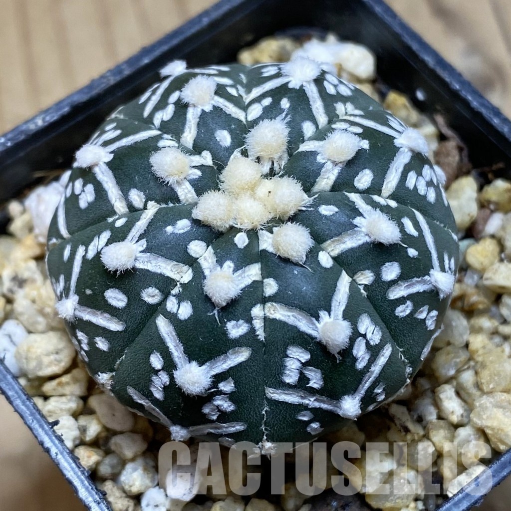 SH31562 Astrophytum asterias ‘Super Kabuto’ V-type f. nudum