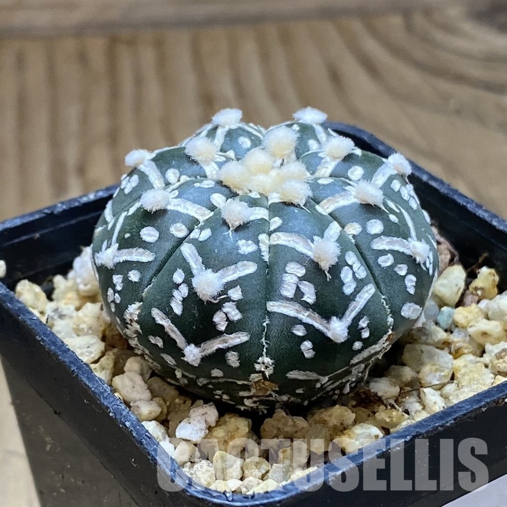 SH31562 Astrophytum asterias ‘Super Kabuto’ V-type f. nudum - 画像 (2)