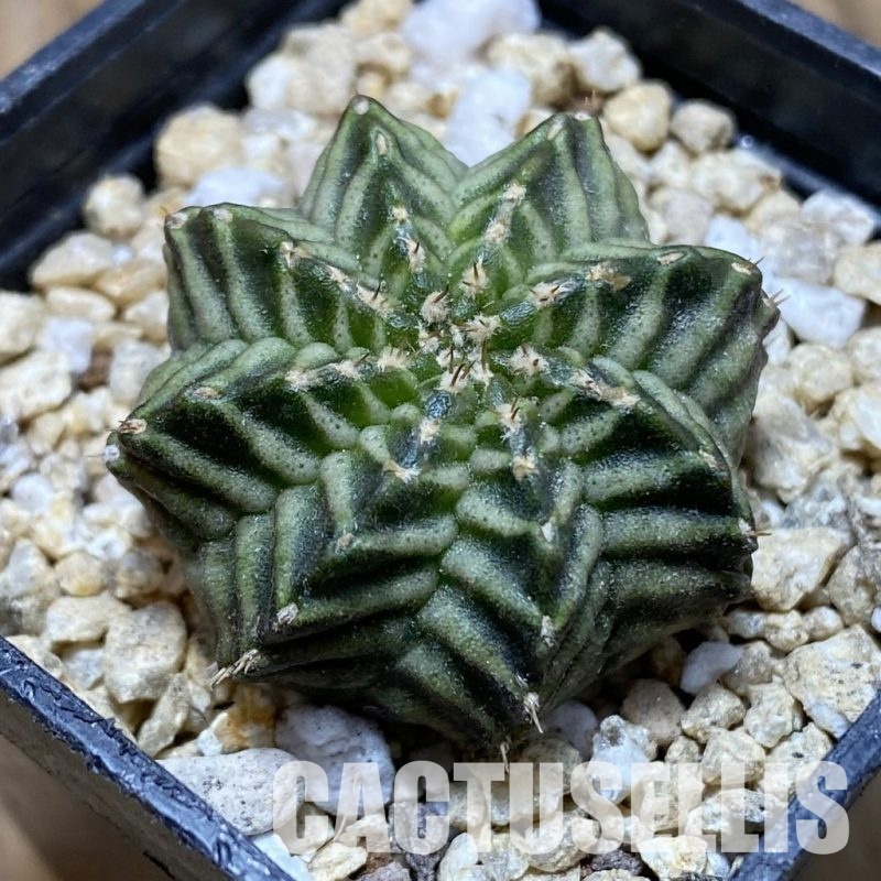SH31539 Gymnocalycium mihanovichii 'Kanomchan'