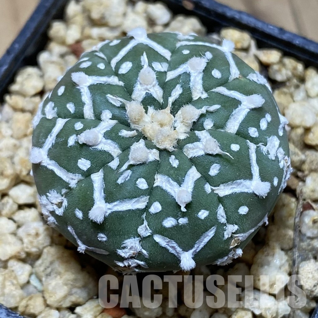 SH31563 Astrophytum asterias ‘Super Kabuto’ V-type f. nudum
