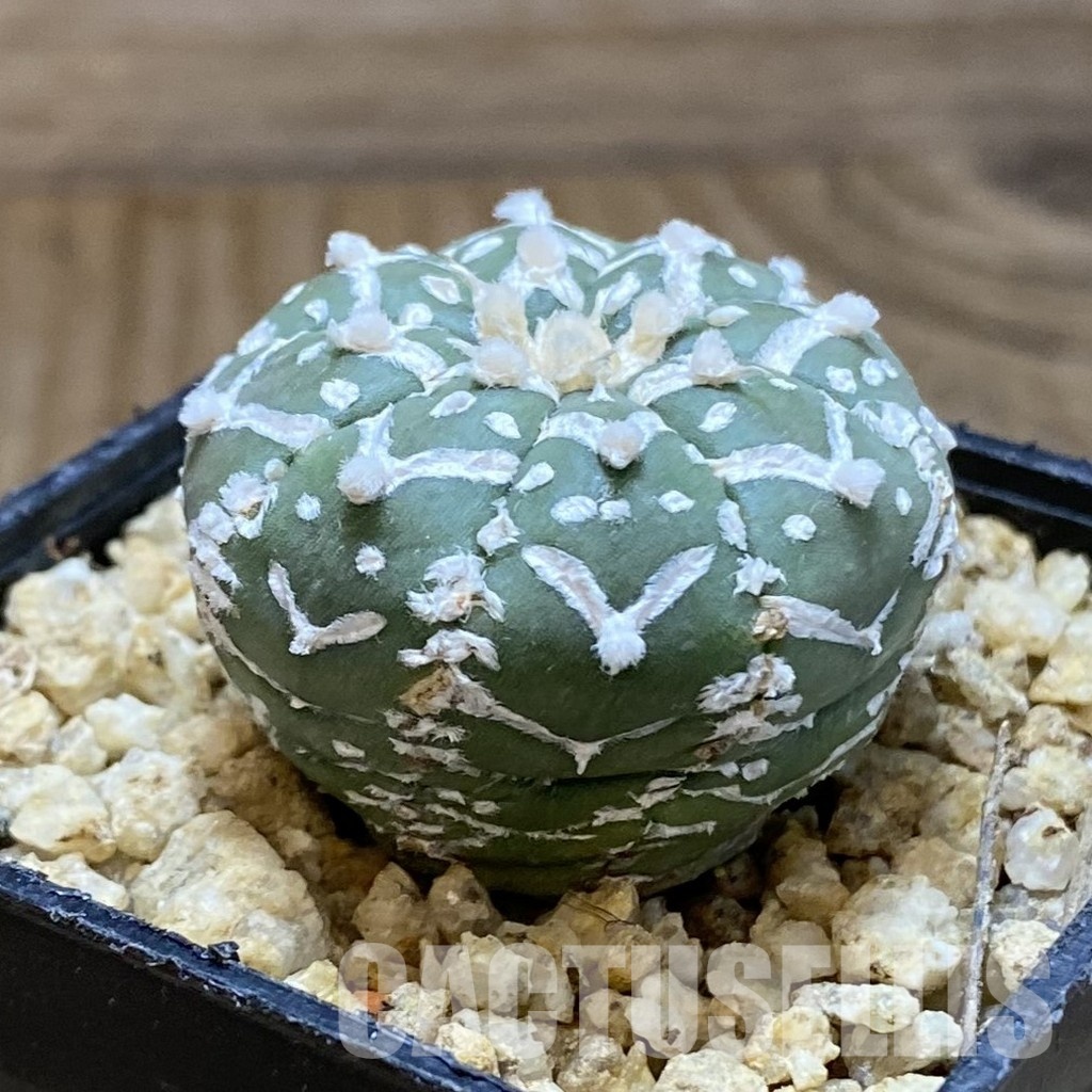 SH31563 Astrophytum asterias ‘Super Kabuto’ V-type f. nudum - 画像 (2)