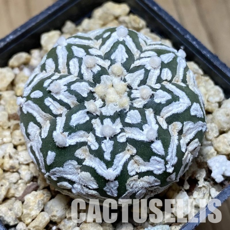 SH31564 Astrophytum asterias ‘Super Kabuto’ V-type f. nudum