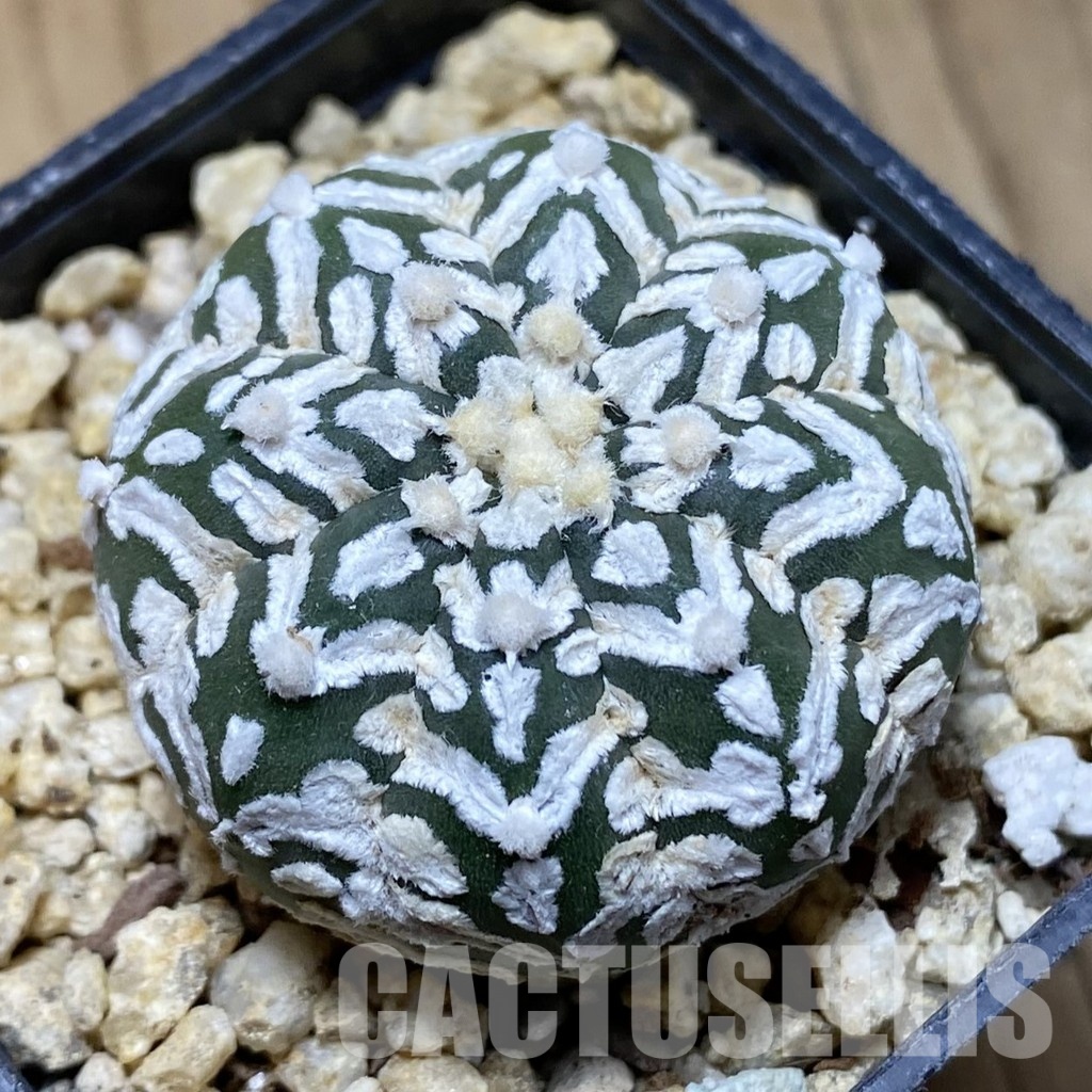 SH31564 Astrophytum asterias ‘Super Kabuto’ V-type f. nudum