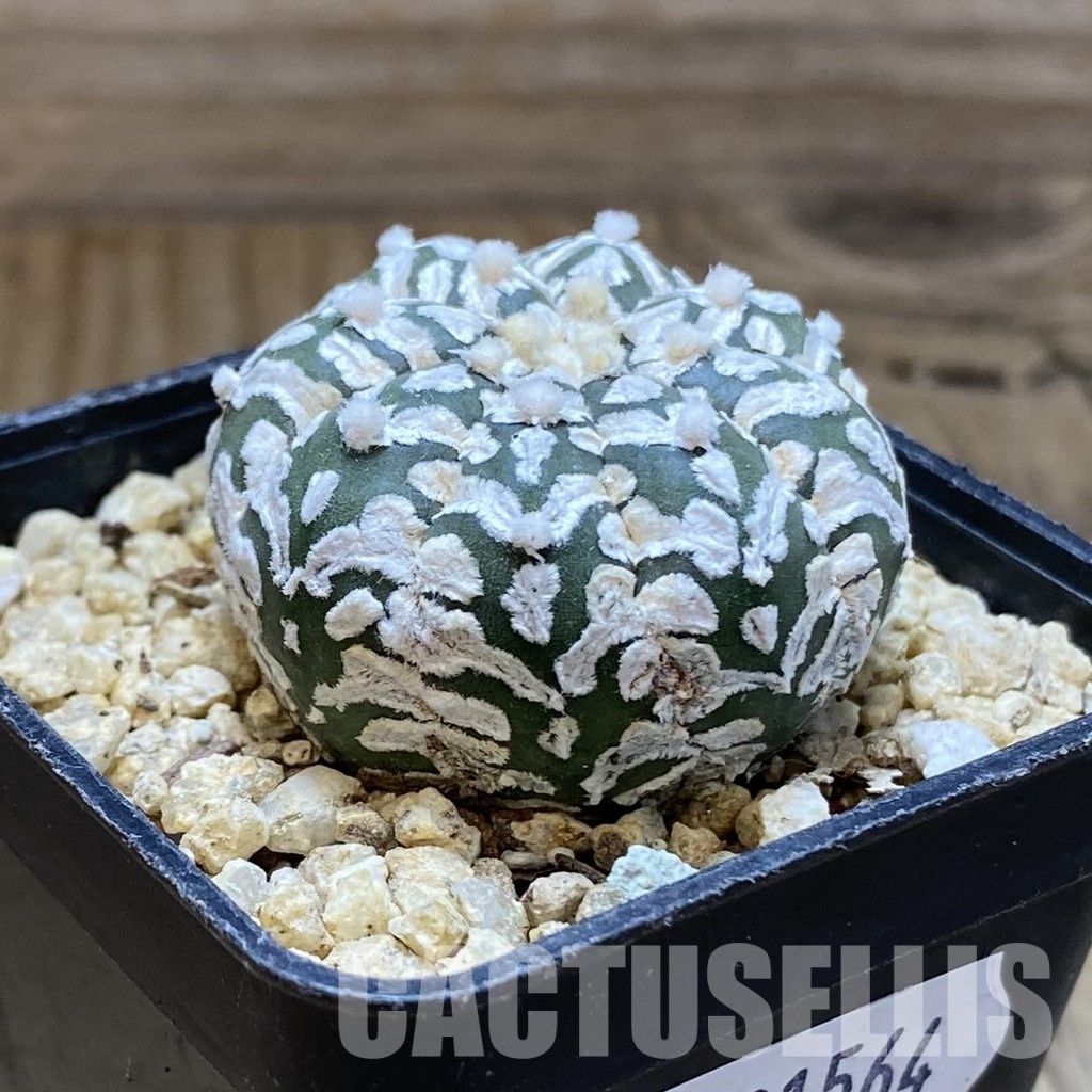 SH31564 Astrophytum asterias ‘Super Kabuto’ V-type f. nudum - 画像 (2)